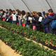 Cuna de Platero fomenta el conocimiento de las fresas a los alumnos del colegio Santo Ángel de Huelva