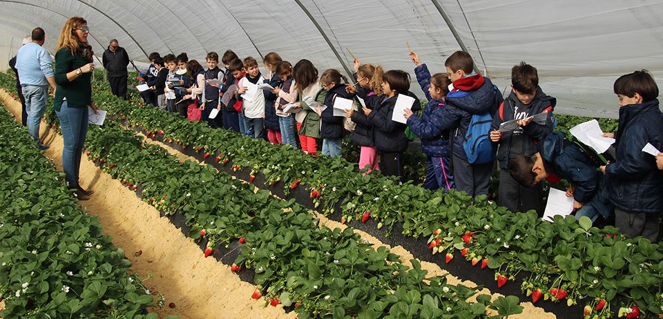 Cuna de Platero fomenta el conocimiento de las fresas a los alumnos del colegio Santo Ángel de Huelva