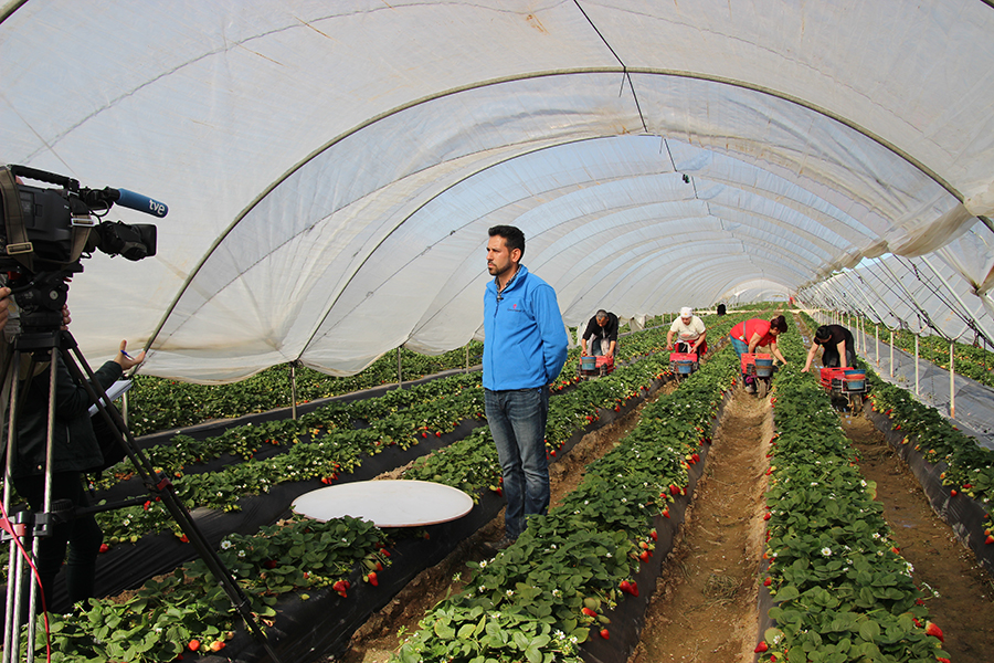 Cuna de Platero muestra en “Agrosfera” todo el proceso de la fresa desde el campo hasta el supermercado