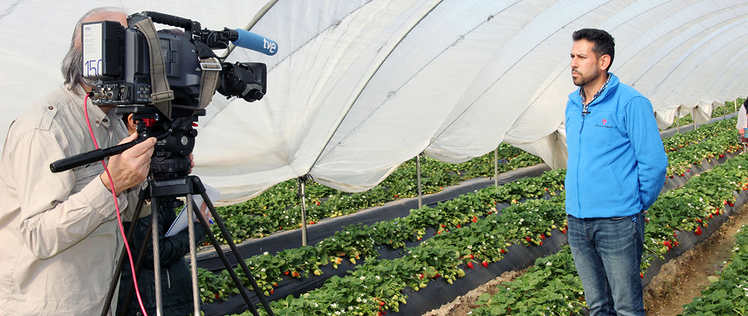Cuna de Platero muestra en “Agrosfera” todo el proceso de la fresa desde el campo hasta el supermercado