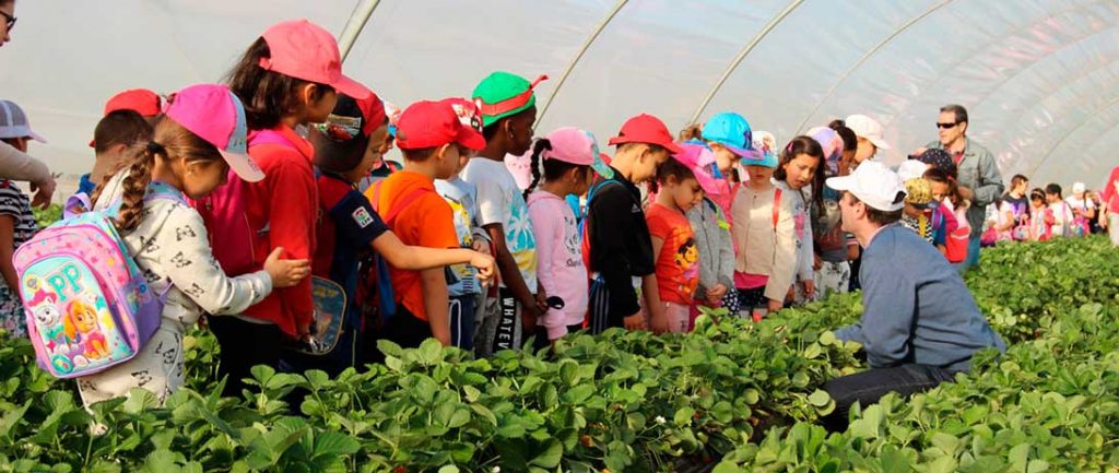 Cuna de Platero descubre el cultivo de fresas a alumnos del colegio Príncipe de España