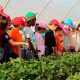 Cuna de Platero descubre el cultivo de fresas a alumnos del colegio Príncipe de España