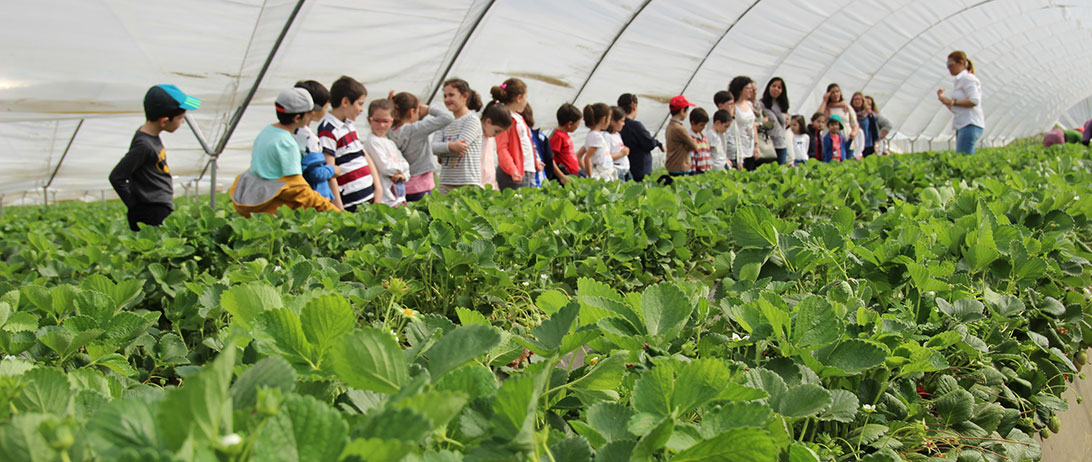 Cuna de Platero descubre el cultivo de la fresa a un centenar de niños del Colegio Santo Ángel de Huelva