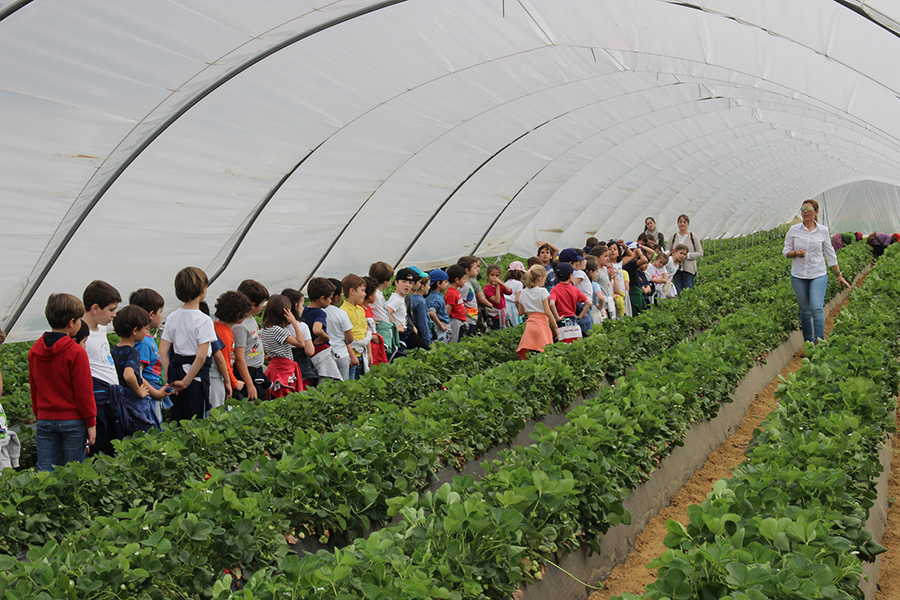 Cuna de Platero descubre el cultivo de la fresa a un centenar de niños del Colegio Santo Ángel de Huelva