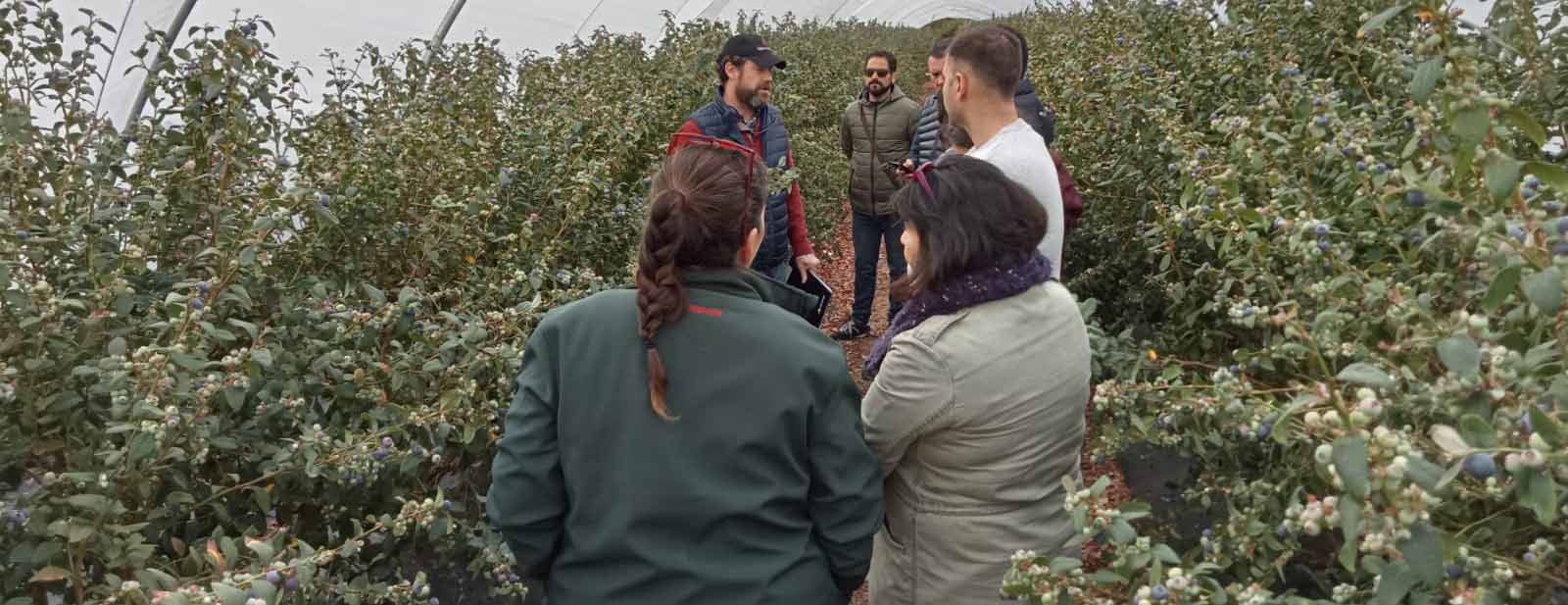 Cuna de Platero organiza la segunda edición de sus jornadas de puertas abiertas para dar a conocer los arándanos “Cupla”